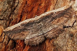 -Nocturnal Umber - Menophra nycthemeraria © Teresa Farino